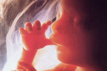 fetus_in_womb_delightintruth